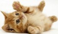/album/animales/images-1-jpg/